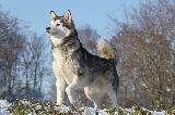 ALASKAN MALAMUTE